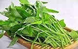Swamp Cabbage 100PCS Seeds Delicious Green Leaf Vegetable Yard Garden Plant Photo, best price $11.99 new 2024
