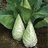 Caraflex Cabbage Seeds (20+ Seeds) | Non GMO | Vegetable Fruit Herb Flower Seeds for Planting | Home Garden Greenhouse Pack Photo, best price $3.69 ($0.18 / Count) new 2024