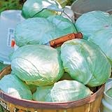 Park Seed Tropic Giant Hybrid Cabbage Seeds, Big Heads, Pack of 100 Photo, best price $7.95 new 2024