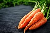Scarlet Nantes Carrot Seeds - Non-GMO - 7 Grams, Approximately 4,750 Seeds Photo, best price $4.99 new 2024