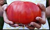 200 semillas de tomate grande gigante de tomate carne híbrido semillas Semillas NO-OGM vegetales para la plantación de jardín de casa Foto, mejor precio 5,99 € nuevo 2024