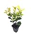 Photo Ligustrum Japonicum Howardi - 10 Live Plants - Privet Howardii - Variegated Evergreen Shrub