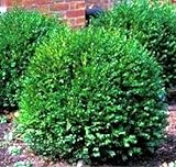 Green Gem Boxwood - Evergreen Stays 3ft with No Pruning - Live Plants in Gallon Pots by DAS Farms (No California) Photo, best price $32.99 new 2024