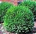 Photo Green Gem Boxwood - Evergreen Stays 3ft with No Pruning - Live Plants in Gallon Pots by DAS Farms (No California)