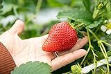 Riesen Erdbeere 10 Samen (Strawberry Giant) Foto, bester Preis 1,79 € neu 2024