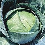 Stonehead Cabbage Seeds (20+ Seeds) | Non GMO | Vegetable Fruit Herb Flower Seeds for Planting | Home Garden Greenhouse Pack Photo, best price $3.69 ($0.18 / Count) new 2024