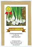 Frühlingszwiebel - Frühernte (300 Samen) Foto, bester Preis 1,80 € neu 2024