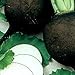 Photo Organic Black Spanish Round Radish Seeds 5 g ~470 Seeds - Non-GMO, Open Pollinated, Heirloom, Vegetable Gardening Seeds
