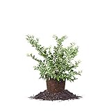 Perfect Plants Tifblue Blueberry Live Plant, 1 Gallon, Includes Care Guide Photo, best price $26.86 new 2024