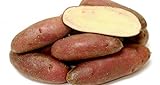 French Fingerling Potato 6 Tubers - Heirloom Photo, best price $7.50 new 2024