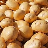 10 Stück Kartoffelsamen, einfach zu pflanzen, gesunde Gemüsekartoffeln Gemüsesamen für den Anbau zu Hause Foto, bester Preis 12,03 € neu 2024