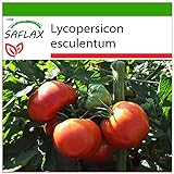 SAFLAX - Tomate - Rosa de Berne - 10 semillas - Con sustrato estéril para cultivo - Lycopersicon esculentum Foto, mejor precio 4,45 € nuevo 2024