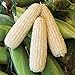Foto 50 piezas de semillas de maíz blanco vegetales naturales raros tolerantes a la sequía para plantar al aire libre fácil germinación crecimiento rápido, jardineros novatos adecuados