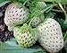 Photo 2000+ Perpetual Strawberry Seeds for Planting - White
