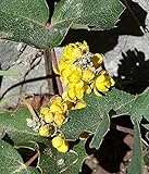 100pcs Seeds of Mahonia repens, Creeping Oregon Grape, Creeping Barberry Photo, best price $9.98 ($0.10 / Count) new 2024