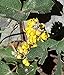Photo 100pcs Seeds of Mahonia repens, Creeping Oregon Grape, Creeping Barberry