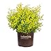 Photo Sunshine Ligustrum (2 Gallon) Evergreen Shrub with Bright Yellow Foliage - Full Sun Live Outdoor Plant - Southern Living Plants…