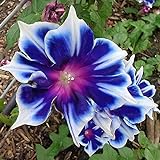 100pcs/pack Morning Glory Seeds Beautiful Perennial Flowers Seeds for Garden qc… Photo, best price $8.39 ($0.08 / Count) new 2024