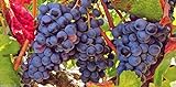Grape Vine Seeds(Vitis vinifera) Enjoy the sweet juicy taste of homegrown grapes Photo, best price $6.80 new 2024