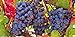 Photo Grape Vine Seeds(Vitis vinifera) Enjoy the sweet juicy taste of homegrown grapes