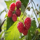 Killarney Raspberry - 1 Red Raspberry Plant - Everbearing - Organic Grown Photo, best price $16.95 new 2024