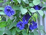 Blue Butterfly Pea Vine (Clitoria ternatea) Perennial - 10 Seeds Photo, best price $3.49 ($0.35 / Count) new 2024