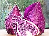 Seeds Cabbage Red Kalibos Vegetable Heirloom for Planting Non GMO Photo, best price $8.99 new 2024