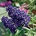 Foto Schmetterlingsflieder BUZZ Midnight - Sommerflieder (Buddleja) Pflanze in blau-lila halbschattig und winterhart - Flieder-Strauch von Garten Schlüter