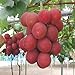 Foto Frische Fruchtsamen mit 50Pcs Traubenkerne Köstliche Früchte Hof Garten Dach Balkon Pflanze zum Pflanzen Garten Hof Haus Landschaftsbau