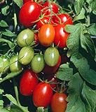 Juliet Grape Tomato 15 Seeds - High yields! Photo, best price $3.18 new 2024