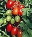 Photo Juliet Grape Tomato 15 Seeds - High yields!