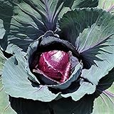 Red Rock Cabbage Seeds - 25 Count Seed Pack - A Hearty, Late-Harvest Variety That's flavorful and Sweet - Country Creek LLC Photo, best price $1.99 new 2024