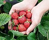 Monats-Erdbeere Rügen min. 250 Samen (0,5g) - 100% Natursamen - ganzes Jahr ernten Foto, bester Preis 2,99 € neu 2024