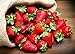 Photo KIRA SEEDS - Fresca Strawberry Giant - Everbearing Fruits for Planting - GMO Free