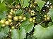 Photo Pixies Gardens Scuppernong Muscadine Grape Vine Shrub Live Fruit Plant (1 Gallon Potted)