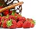 Photo Seascape Everbearing Strawberry 10 Bare Root Plants - BEST FLAVOR