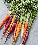 Burpee Kaleidoscope Blend Non-GMO Rainbow Carrot Vegetable Planting Home Garden | Five Colors: Red, Orange, Purple, White, and Yellow, 1500 Seeds Photo, best price $7.53 new 2024