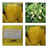 gelbe Erdbeere (alpine yellow) - 50+ Samen - süß ! Foto, bester Preis 4,50 € neu 2024