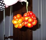Very Rare Heirloom! Traveler's Tomato 20 Seeds! Pull Apart & eat Like Grapes! Photo, best price $2.89 new 2024