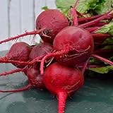 Crosby Egyptian Beet - 100 Seeds - Heirloom & Open-Pollinated Variety, Non-GMO Vegetable Seeds for Planting Indoors or Outdoors in Containers or The Home Garden, Thresh Seed Company Photo, best price $7.99 new 2024