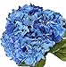 Photo Nikko Blue Hydrangea Shrub-Bare Root-Healthy Plant- 2 Pack by Growers Solution