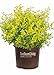 Photo Sunshine Ligustrum (3 Gallon) Evergreen Shrub with Bright Yellow Foliage - Full Sun Live Outdoor Plant - Southern Living Plants