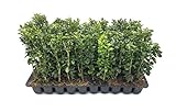 Green Mountain Boxwood - 10 Live Plants - Buxus - Fast Growing Cold Hardy Formal Evergreen Shrub Photo, best price $54.98 new 2024