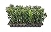 Photo Green Mountain Boxwood - 10 Live Plants - Buxus - Fast Growing Cold Hardy Formal Evergreen Shrub