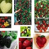 Erdbeere Regenbogen Mischung 20 Samen -verschiedenen Farben und Sorten in ein Päckchen Foto, bester Preis 1,99 € neu 2024