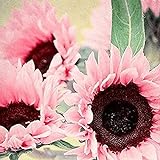 Blumensamen Pflanzensamen 50Pcs/Bag Samen natürliche große Wasser Nachfrage Blume rosa Sonnenblumensamen für Fenster - Sonnenblumensamen Foto, bester Preis 2,99 € neu 2024