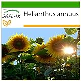 SAFLAX - Girasol Titan - 20 semillas - Con sustrato estéril para cultivo - Helianthus annuus Foto, mejor precio 4,45 € nuevo 2024