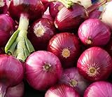 200 Organic Non-GMO Ruby Red Onion Seeds Burgundy Photo, best price $4.29 new 2024