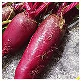 Everwilde Farms - 1/4 Lb Cylindra Beet Seeds - Gold Vault Photo, best price $7.96 new 2024