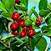 Photo 25 Strawberry Guava Seeds Psidium cattleianum Edible Fruit Tree Plant Shrub